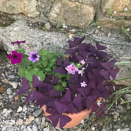 Camping Ivi Karavan Na Carovnom Mieste Svätý Jur